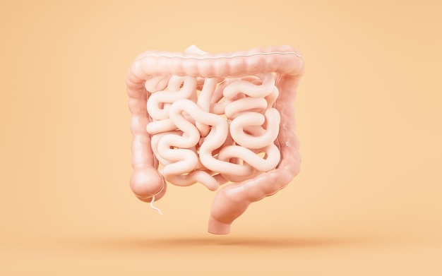 Foto trato intestinal com conceito de saúde digestiva renderização em 3d