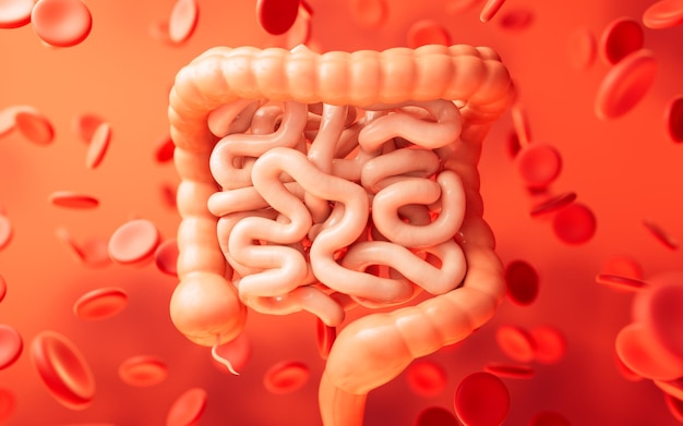 Foto trato intestinal com conceito de saúde digestiva renderização em 3d