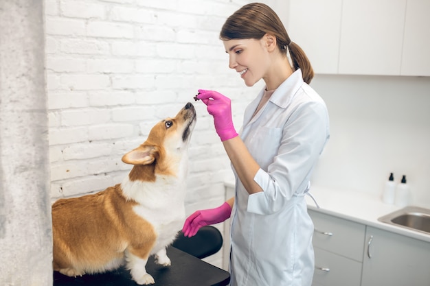 Trato sabroso. Doctora veterinaria dando algunas cosas sabrosas a un perro