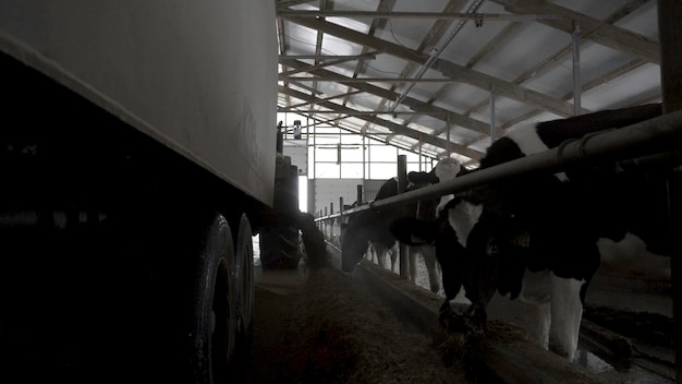 Trator com reboque distribui alimentos para vacas em uma fazenda. Fotografia de conceito de agricultura de vacas alimentando