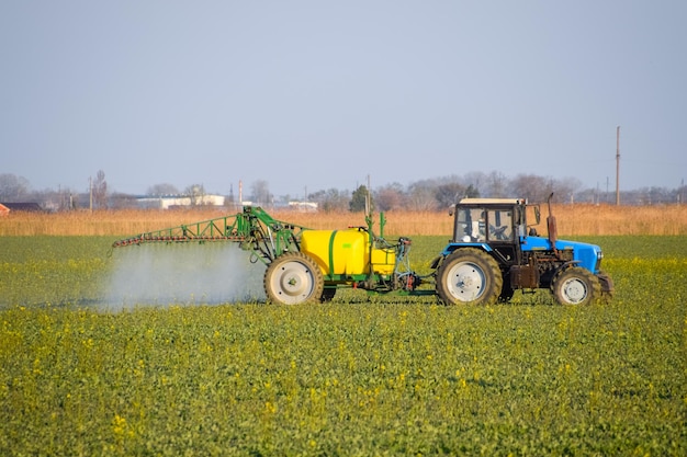 Trator fertiliza um campo de canola pulverizando fertilizante com um trator