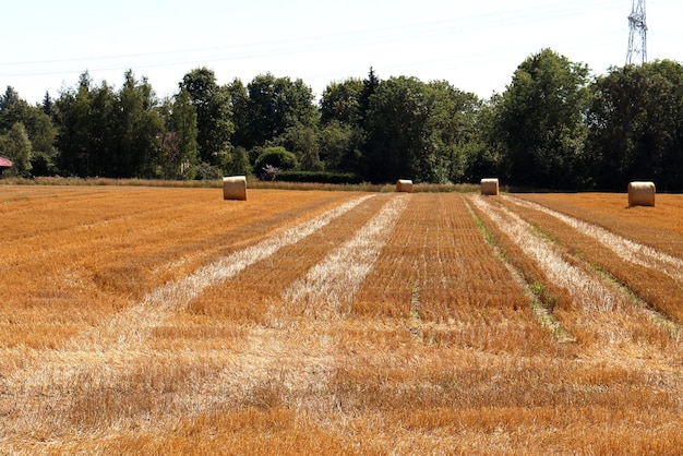 Trator recolhe feno e leva para a fazenda