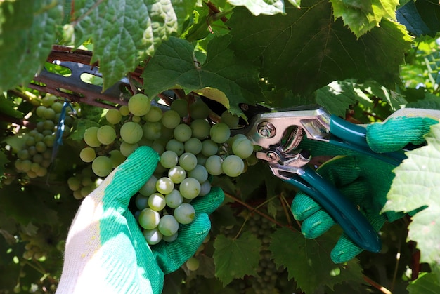 Traube. Die Hände des Bauern ernten Trauben mit Handschuhen. Das Konzept der Traubenernte im Garten und der Weinbereitung.