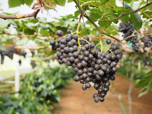 Traube im Garten