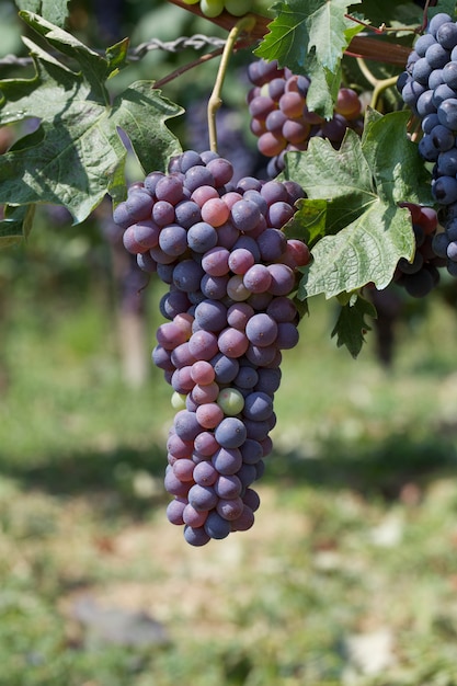 Trauben am Weinberg