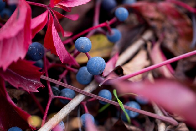 Trauben auf einem Ast und leuchtend rote Herbstblätter von wilden Trauben, Nahaufnahme