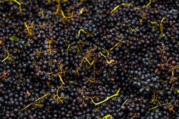 Trauben, die für die Zertrümmerung von Merlot-Weinen vorbereitet sind.