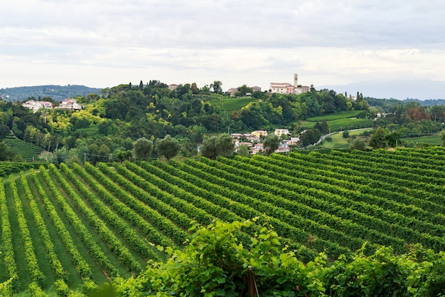 Trauben, die in den Weinbergen in Conegliano wachsen