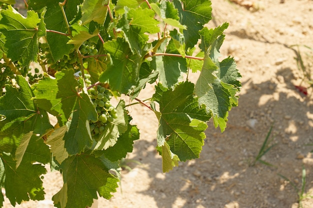 Trauben im Weinberg in den Bergen von Kreta hautnah.