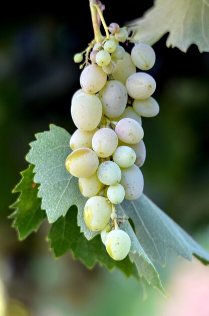 Foto trauben im weinberg weinkeller morgenwein