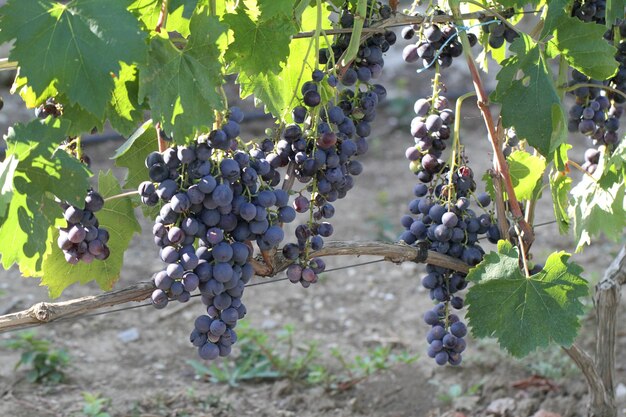 Foto trauben im weinberg