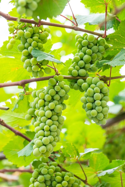 Trauben mit grünen Blättern an den Weinfrüchten