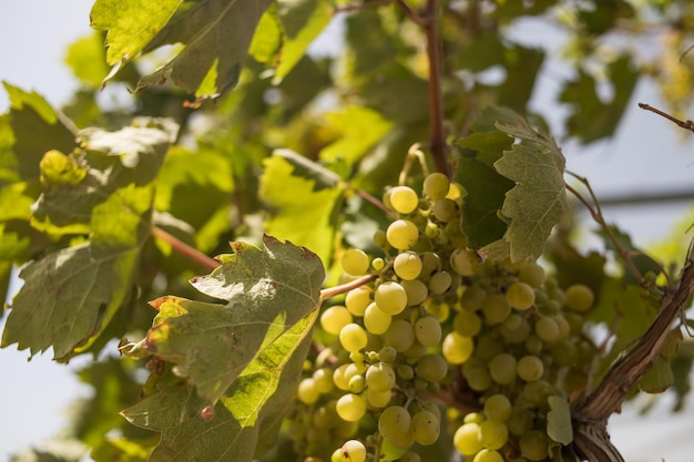 Trauben mit grünen Blättern an den Weinreben frische Fruchtreife Trauben hingen an Weinbergen von Traubenbäumen in