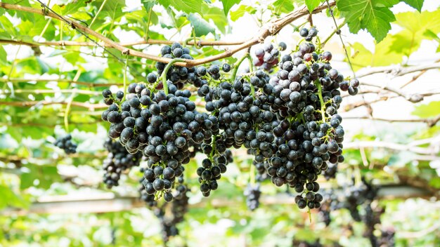 Trauben reife Trauben in einem Weinberg.