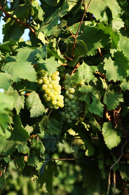 Trauben reifer Trauben auf der Plantage in der Nähe