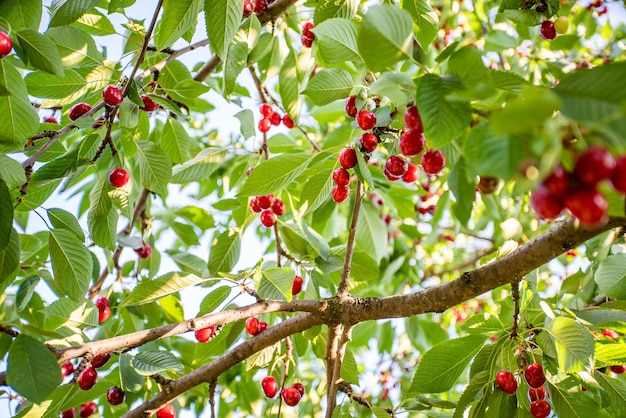 Trauben von reifen roten Kirschen, die an einem Kirschbaumzweig mit grünen Blättern hängen und verschwommen sind