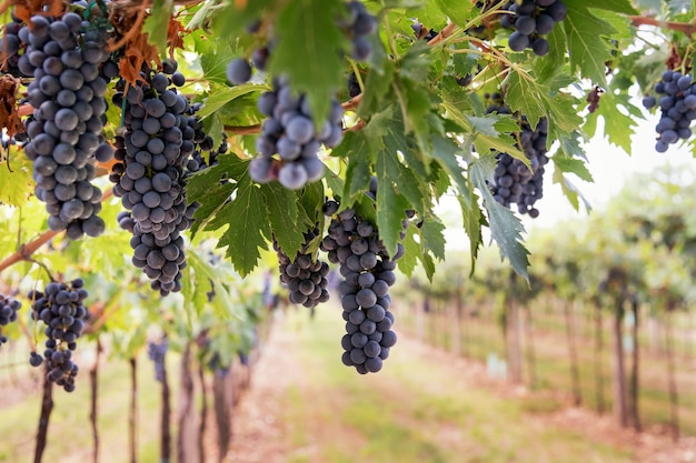 Trauben von reifen schwarzen Trauben, die von der Rebe in einem Weinberg auf einem Weingut hängen, bereit für die Ernte in einem Konzept des Weinbaus und der Weinproduktion