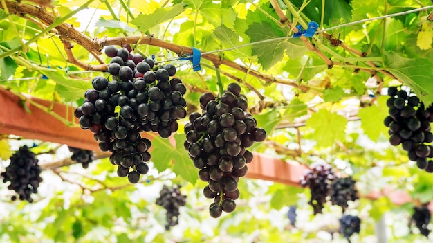 Trauben von reifen Trauben in einem Weinberg.