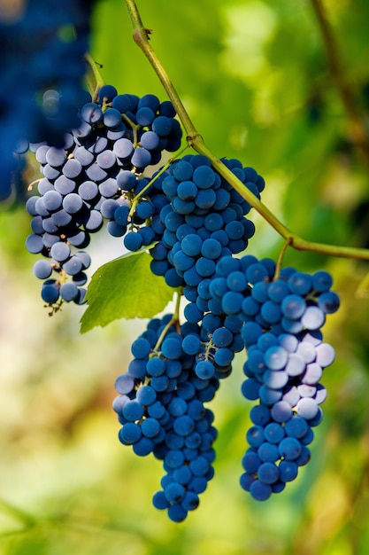 Trauben von schwarzen Weintrauben hängen an einer Rebe während der Tagessonne