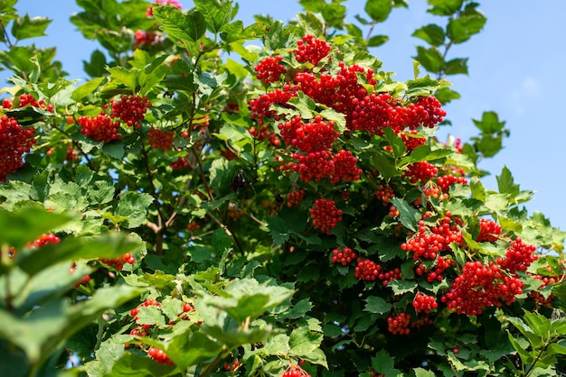 Trauben von Viburnum-Beeren, die auf Busch im Garten wachsen