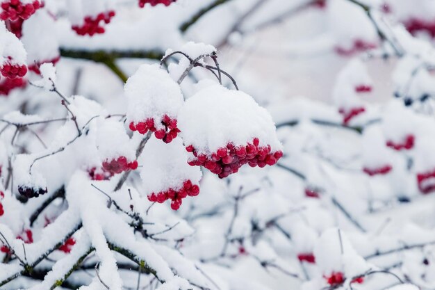 Trauben von Viburnum mit roten Beeren, die mit Schnee bedeckt sind