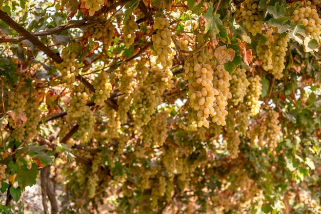 Trauben wachsen in jedem Hausgarten in Usbekistan