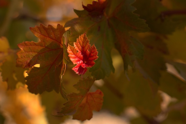 Traubenbusch-Ästhetik der Herbstlandschaft helle Farben des Herbstes selektiver Fokus verschwommener Hintergrund Natur der Schwarzmeerküste Region Krasnodar Russland