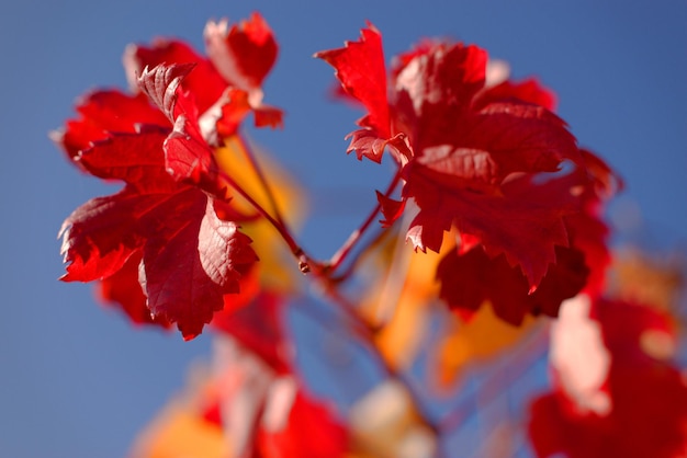 Traubenbusch-Ästhetik der Herbstlandschaft helle Farben des Herbstes selektiver Fokus verschwommener Hintergrund Natur der Schwarzmeerküste Region Krasnodar Russland