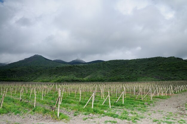 Traubenreihen in der Nebensaison, Weinberge auf der Krim zwischen Hügeln, bewölktem Himmel und grünem Gras