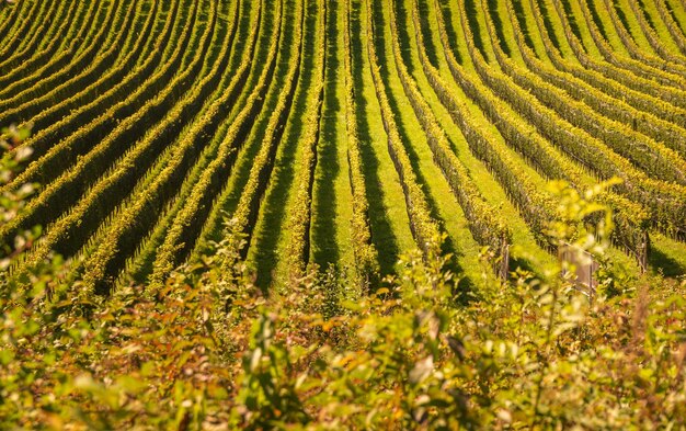 Traubensäge von Weinrouten an der Grenze zu Österreich und Slowenien