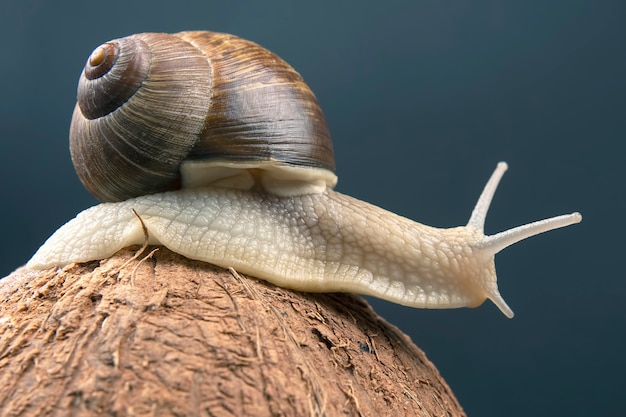 Traubenschnecke auf einer Kokosnuss an einer dunklen Wand