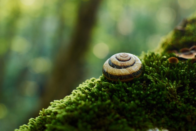 Foto traubenschnecke auf moos in einer schale