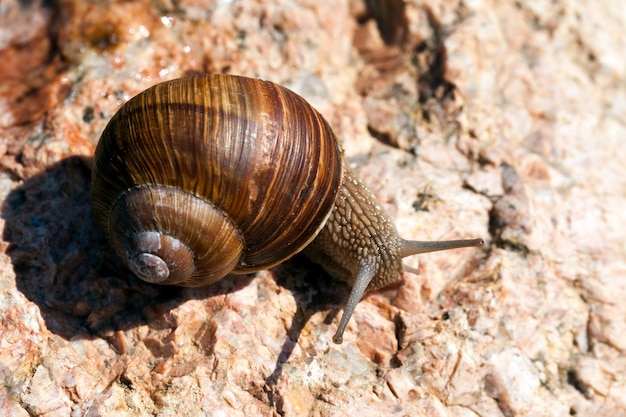 Traubenschnecke