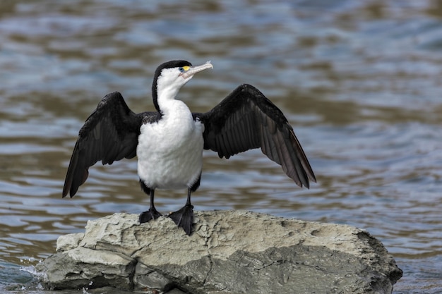 Trauerkormoran (Phalacrocorax varius)