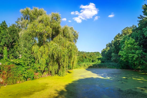 Trauerweide am Teich