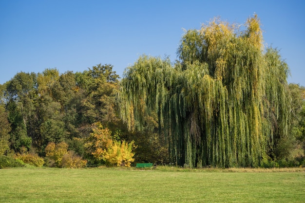 Trauerweide auf einer Lichtung im Herbstpark.