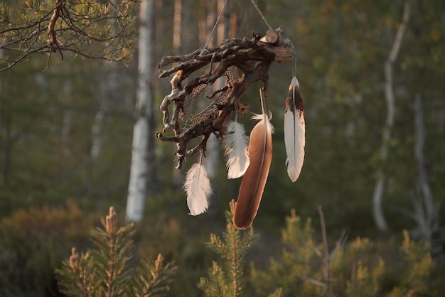 Traumfänger im Wald Handgefertigtes dekoratives Ornament aus Baumwurzeln und Federn