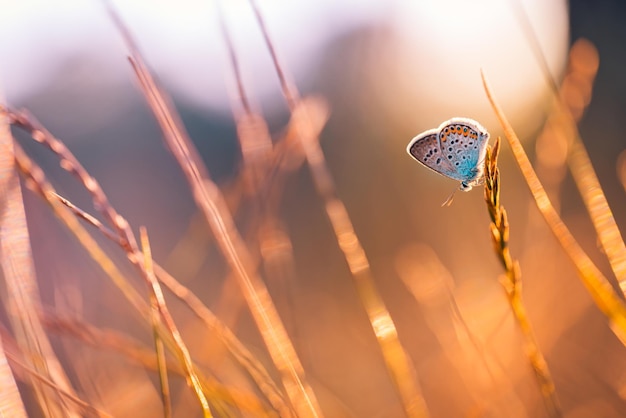 Foto traumwiese sonnenuntergang natur nahaufnahme wunderschöner sommerwiese hintergrund inspirative natur nahaffnung