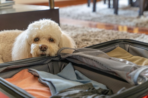 Traurig aussehender Hund mit offenem Gepäckkoffer