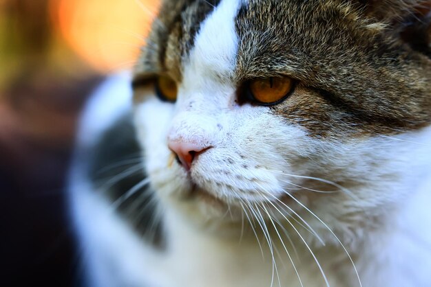 traurige alte katze, haustierporträt obdachlos