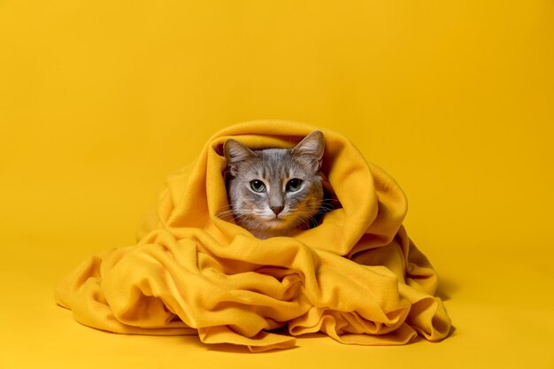 Traurige Katze, die in eine warme Decke gehüllt ist, sieht die Kamera isoliert auf gelbem Hintergrund an