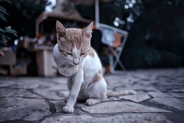 traurige streunende Katze, kleine elende verlassene Katze