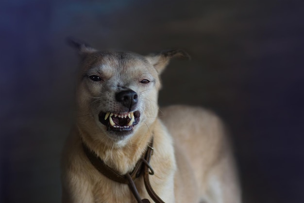 Trauriger aggressiver Hund mit geöffnetem Mund Aggressiver Hund bellt Bellender wütender Hund Nahaufnahme Porträt