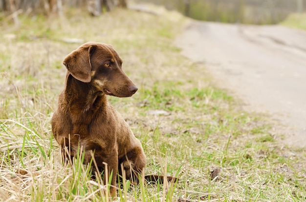 Trauriger einsamer ernsthafter brauner Hunddackel, der in die Ferne schaut. Obdachloses streunendes Tier wartet auf seinen Besitzer. Liebe, Tierpflegekonzept