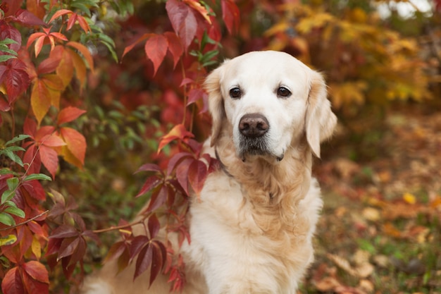 Trauriger Golden Retriever Hund nahe roten wilden Traubenblättern