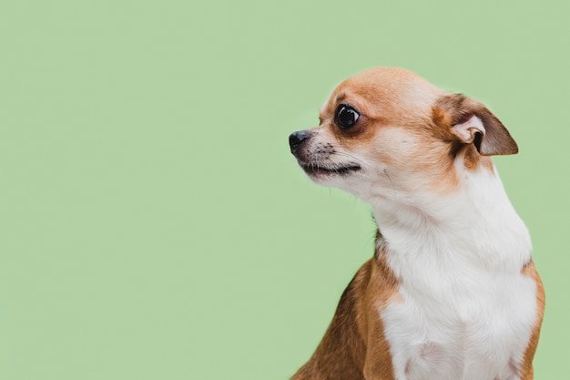 Foto trauriger hund der seitenansicht, der weg kopieraum schaut