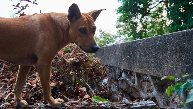 Trauriger Hund sieht dich an