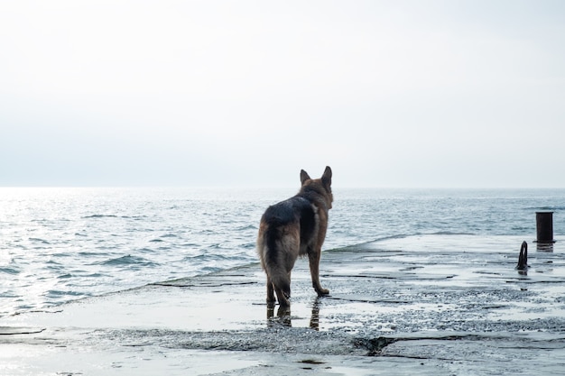 Trauriger Hund steht am Meer und schaut weg