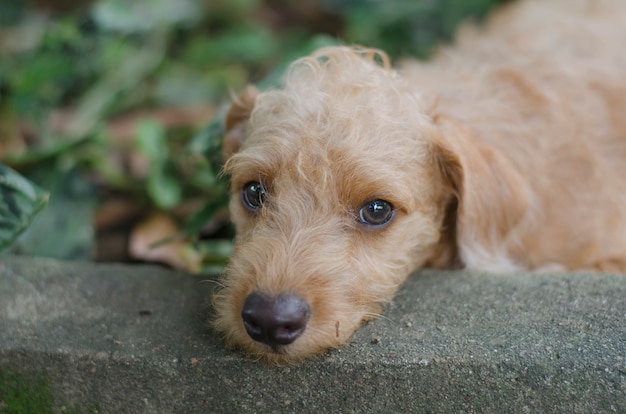 Foto trauriger hund