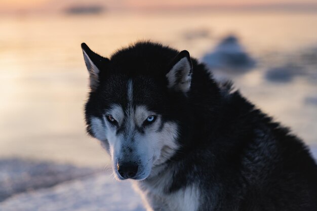 Foto trauriger husky-hund mit bunten augen in der natur im winter